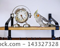 Pet cockatiel 143327328