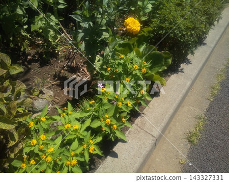 A collection of cute yellow Melampodium flowers A collection of cute yellow Melampodium flowers 143327331