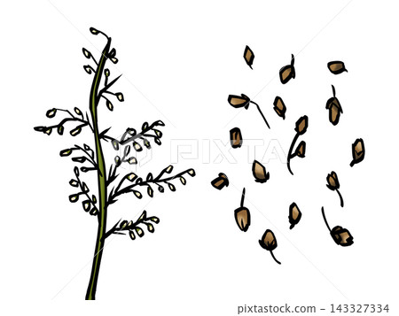 Inchinko (brush touch/traditional Chinese medicine) Artemisia capillaris Inchinko (brush touch/traditional Chinese medicine) Artemisia capillaris 143327334