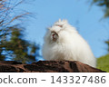 A fluffy Angora rabbit stands on a rock against a backdrop of blue sky. 143327486