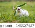 A white rabbit (Himalayan) stands in the grass with a flower crown on its head. 143327487