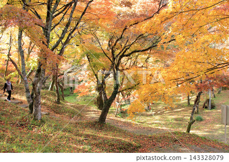 Yosaku Park in Oita Prefecture, where the autumn leaves are at their peak. 143328079