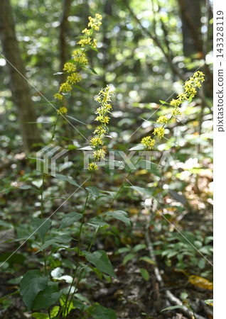 Goldenrod blooming in the dappled sunlight Goldenrod blooming in the dappled sunlight 143328119