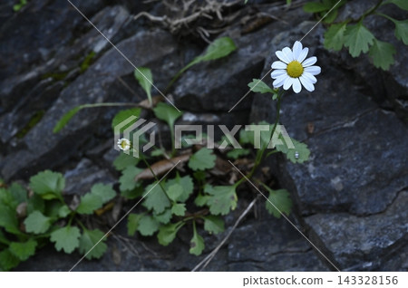 生長在岩石縫隙中的岩菊 生長在岩石縫隙中的岩菊 143328156