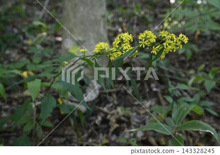 森林地面上盛開著金雞菊 森林地面上盛開著金雞菊 143328245