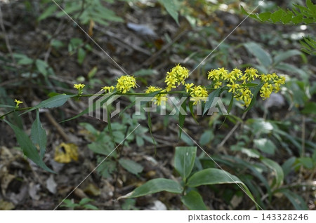 森林地面上盛開著金雞菊 森林地面上盛開著金雞菊 143328246