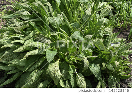 Comfrey growing in dark soil provides fresh agricultural view. Comfrey growing in dark soil provides fresh agricultural view. 143328346