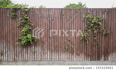 Fresh green plant branches sprout between old wooden fence boards. Fresh green plant branches sprout between old wooden fence boards. 143328401