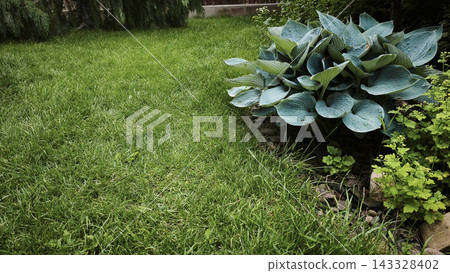 Blue hosta plant grows on green lawn in backyard garden. 143328402