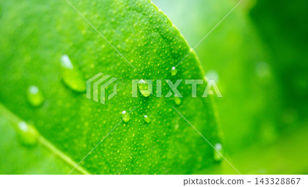 Beautiful rain water drop on green leaf closeup natural background Beautiful rain water drop on green leaf closeup natural background 143328867