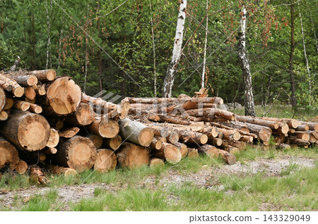 Log pile rests in clearing among pine trees and cut timber, showing forestry activity. Log pile rests in clearing among pine trees and cut timber, showing forestry activity. 143329049