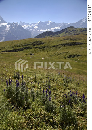 Swiss alps mountains with blue wildflowers in meadow Swiss alps mountains with blue wildflowers in meadow 143329113