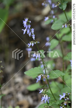 森林邊緣盛開的日本薄荷 森林邊緣盛開的日本薄荷 143329776