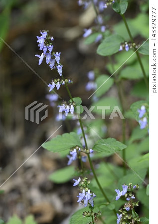 森林邊緣盛開的日本薄荷 森林邊緣盛開的日本薄荷 143329777