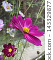 Cosmos 143329877