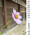Old House Cosmos 143329878