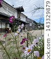 Cosmos flowers in Sekiyado 143329879
