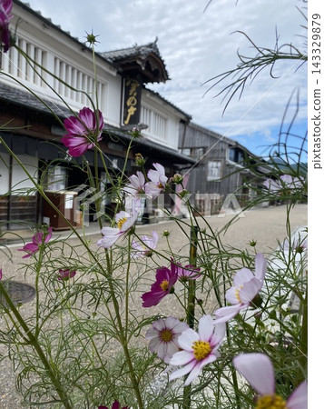 關宿的波斯菊 關宿的波斯菊 143329879
