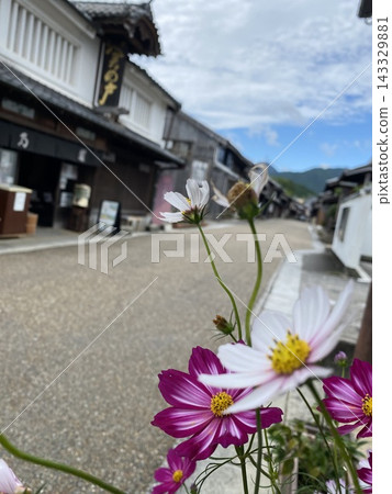城市景觀中的波斯菊 城市景觀中的波斯菊 143329881
