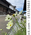 Yellow cosmos 143329883