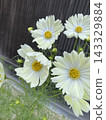 Yellow cosmos 143329884