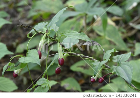Tripterospermum japonicum, a type of gentian with red berries. Tripterospermum japonicum, a type of gentian with red berries. 143330241