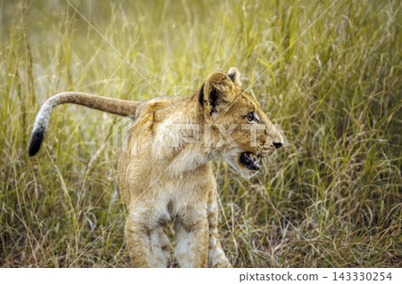 African lion in Greater Kruger National park, South Africa African lion in Greater Kruger National park, South Africa 143330254