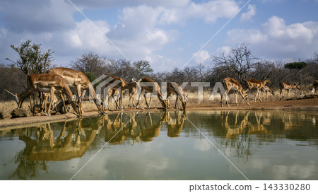 Common Impala in Greater Kruger National park, South Africa Common Impala in Greater Kruger National park, South Africa 143330280
