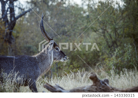 Common Waterbuck in Greater Kruger National park, South Africa Common Waterbuck in Greater Kruger National park, South Africa 143330315