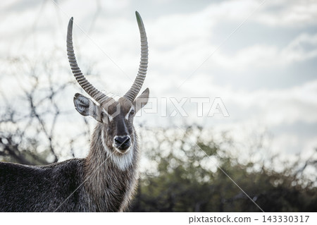 Common Waterbuck in Greater Kruger National park, South Africa Common Waterbuck in Greater Kruger National park, South Africa 143330317