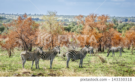 Plains zebra in Greater Kruger National park, South Africa Plains zebra in Greater Kruger National park, South Africa 143330318