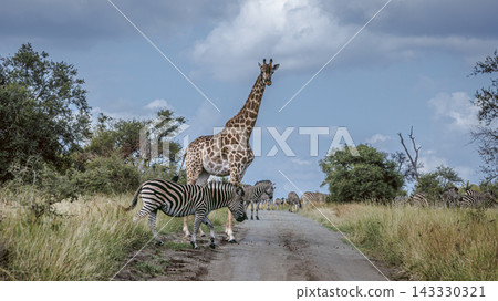 Giraffe and plains zebra in Greater Kruger National park, South Africa Giraffe and plains zebra in Greater Kruger National park, South Africa 143330321