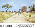 Plains zebra in Greater Kruger National park, South Africa 143330337