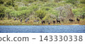 Plains zebras and blue wildebeests in Greater Kruger National park, South Africa 143330338