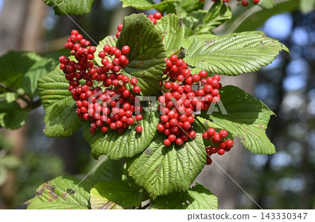 Viburnum with red fruits Viburnum with red fruits 143330347
