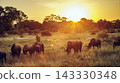Blue wildebeest in Greater Kruger National park, South Africa 143330348