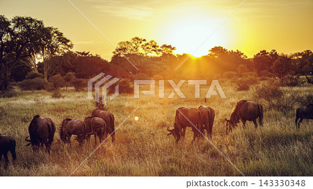 Blue wildebeest in Greater Kruger National park, South Africa Blue wildebeest in Greater Kruger National park, South Africa 143330348