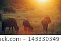 Blue wildebeest in Greater Kruger National park, South Africa 143330349