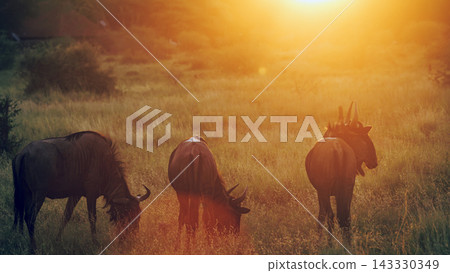 Blue wildebeest in Greater Kruger National park, South Africa 143330349