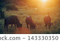 Blue wildebeest in Greater Kruger National park, South Africa 143330350