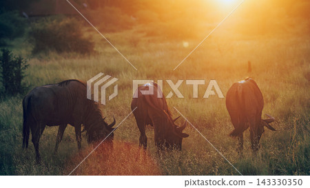 Blue wildebeest in Greater Kruger National park, South Africa Blue wildebeest in Greater Kruger National park, South Africa 143330350