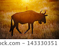 Blue wildebeest in Greater Kruger National park, South Africa 143330351