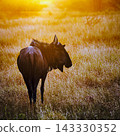 Blue wildebeest in Greater Kruger National park, South Africa 143330352