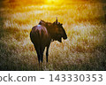 Blue wildebeest in Greater Kruger National park, South Africa 143330353