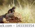 Common dwarf mongoose in Greater Kruger National park, South Africa 143330354