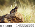 Common dwarf mongoose in Greater Kruger National park, South Africa 143330355