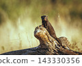 Common dwarf mongoose in Greater Kruger National park, South Africa 143330356