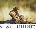 Common dwarf mongoose in Greater Kruger National park, South Africa 143330357