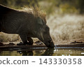 Common warthog in greater Kruger National park, South Africa 143330358