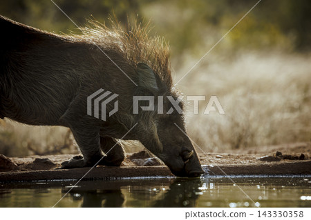 Common warthog in greater Kruger National park, South Africa 143330358